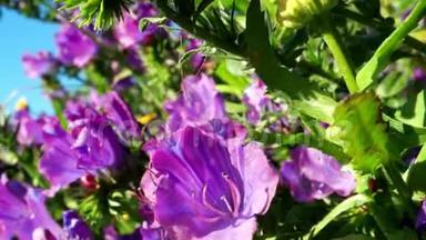 紫色毒蛇花`有光泽